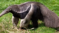 Mravenečník